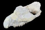Oreodont (Merycoidodon) Partial Skull - Wyoming #95061-5